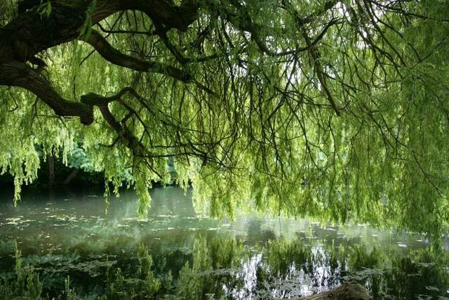 植樹節(jié)-春風十里，正“植”有你【杭州易造】