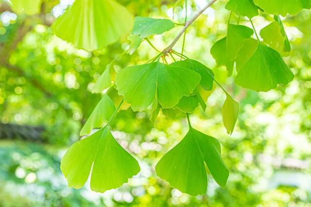 植樹節(jié)-春風十里，正“植”有你【杭州易造】