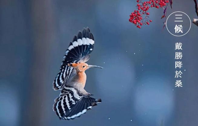 谷雨|雨生百谷,萬(wàn)象更新