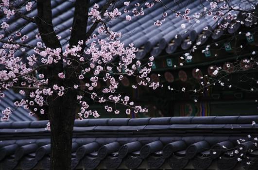 谷雨|雨生百谷,萬(wàn)象更新