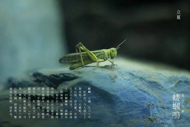 立夏六｜春光忽盡，夏木成陰【杭州易造】