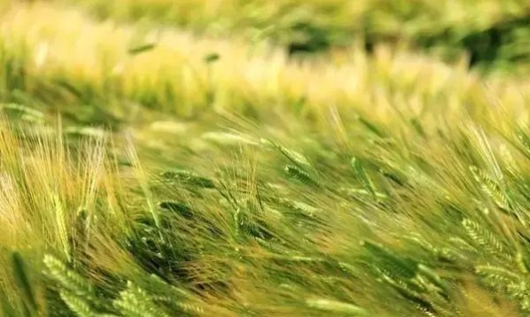 立夏六｜春光忽盡，夏木成陰【杭州易造】