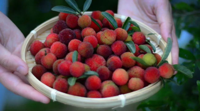 立夏六｜春光忽盡，夏木成陰【杭州易造】