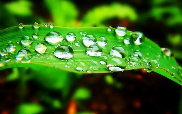 二十四節(jié)氣-白露 | 白露至,秋實(shí)美