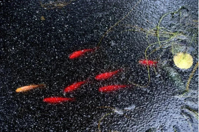 立春-魚陟負(fù)冰