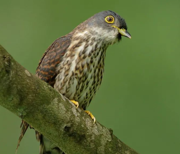 驚蟄-叫醒甜睡的春-易造防雷